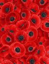 Wild Poppy